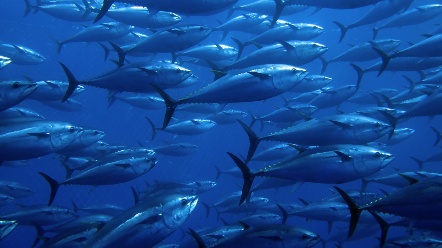 Walmart's Great Value Tuna Reaches its Sustainability Target - WWF