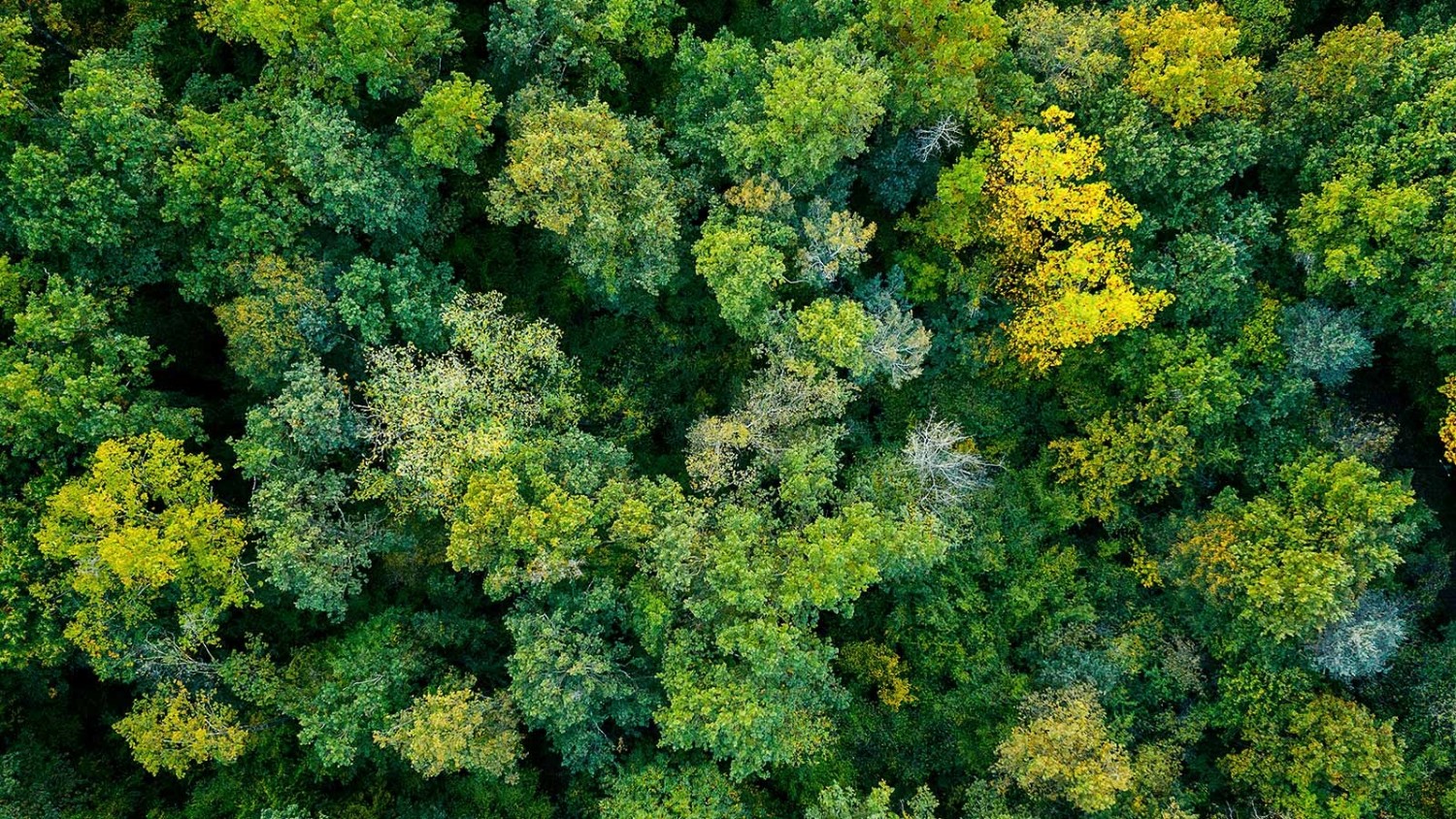 Aerial View of Tree Tops