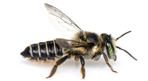 Long horned bee - Peponapis pruinosa